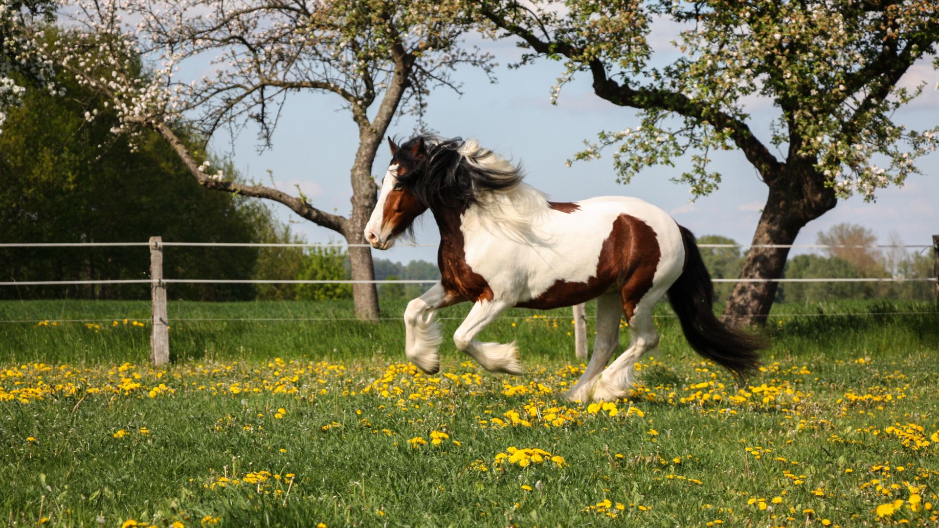 brown and white tabiano
