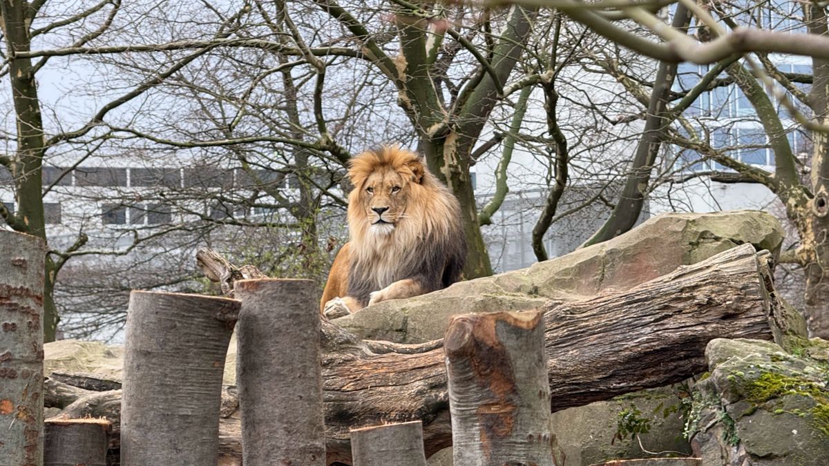 A selection of photos of animals taken at Berlin Zoo on the iPhone 16 Pro Max and Samsung Galaxy S25 Ultra