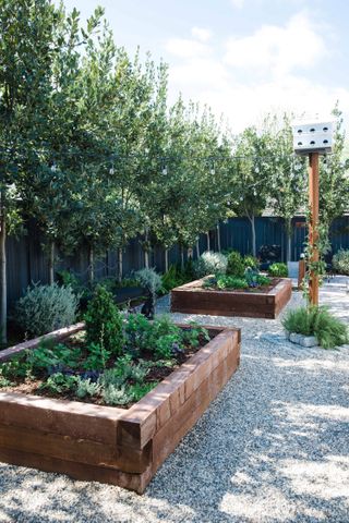 raised beds made from wood with espalier trees and a dark fence