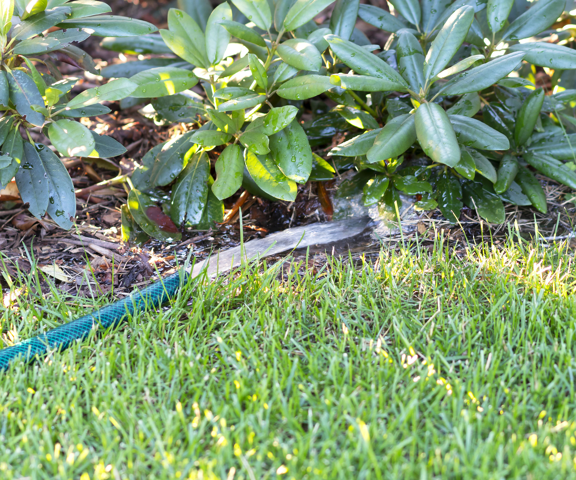 Watering rhododendron plants with a hosepipe