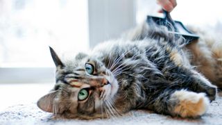 brushing long-haired cats