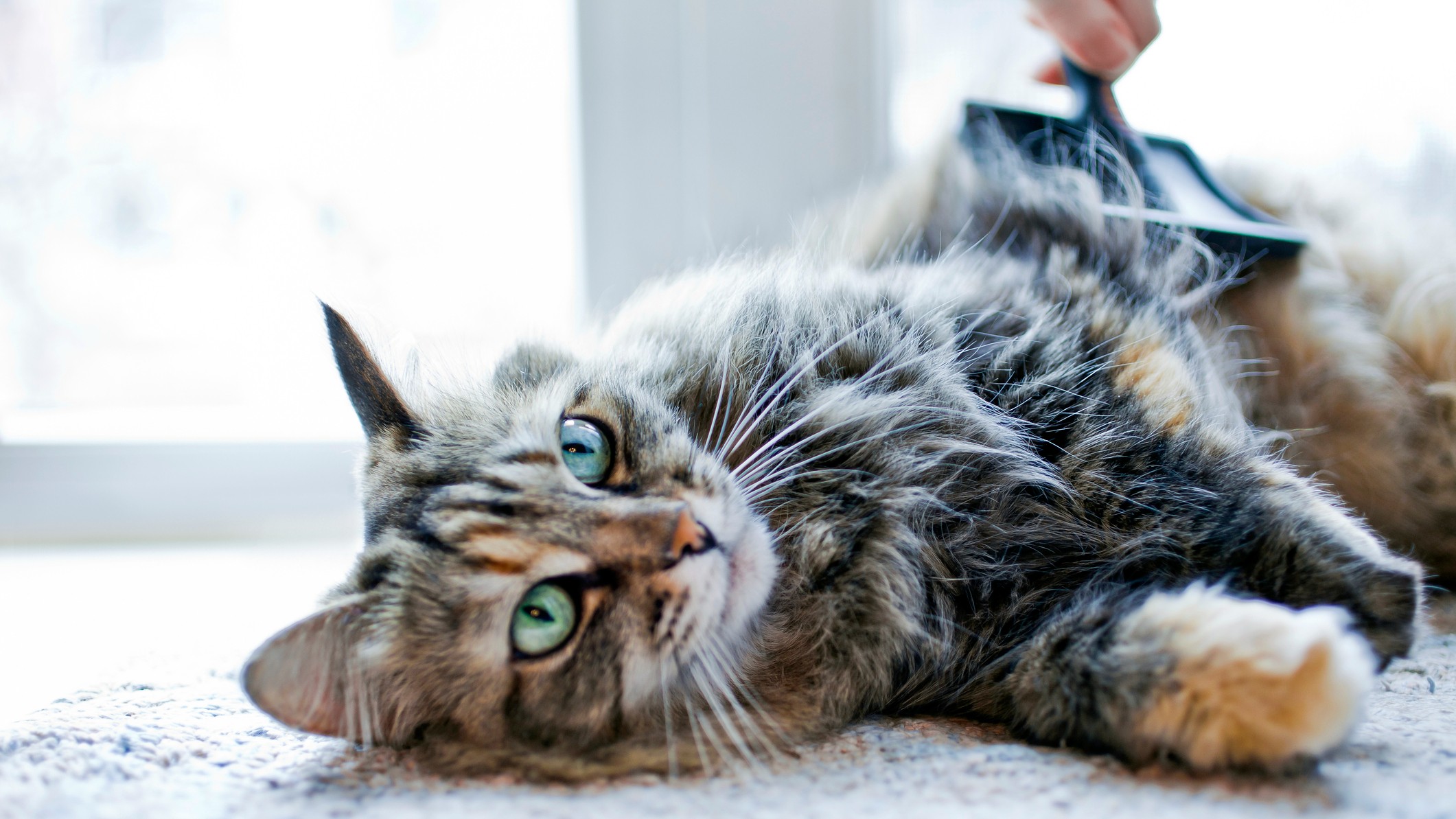 Hairballs in cats Vet's guide to causes and treatment PetsRadar