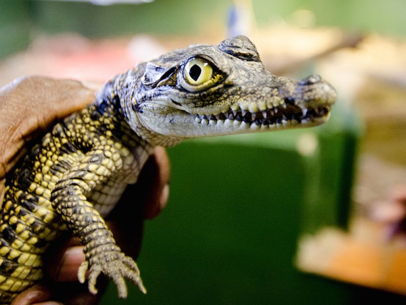 Nile crocodile