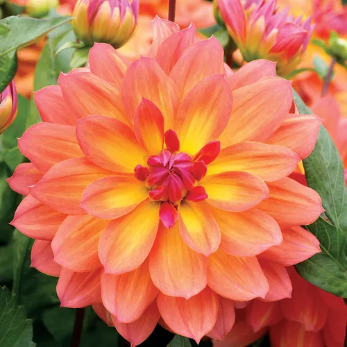 Dahlia Firepot Bulb