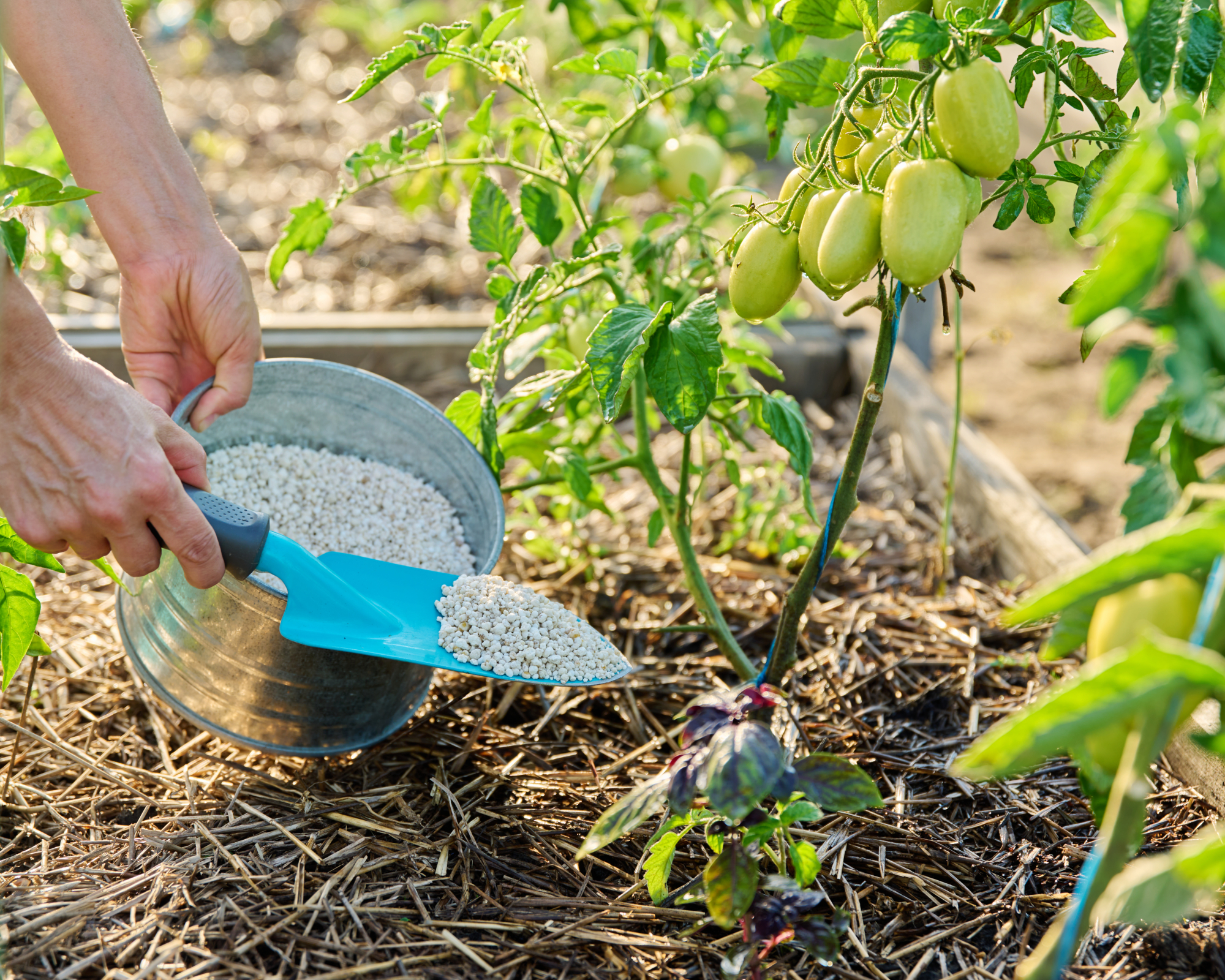 woman applying fertilizer to tomatoes