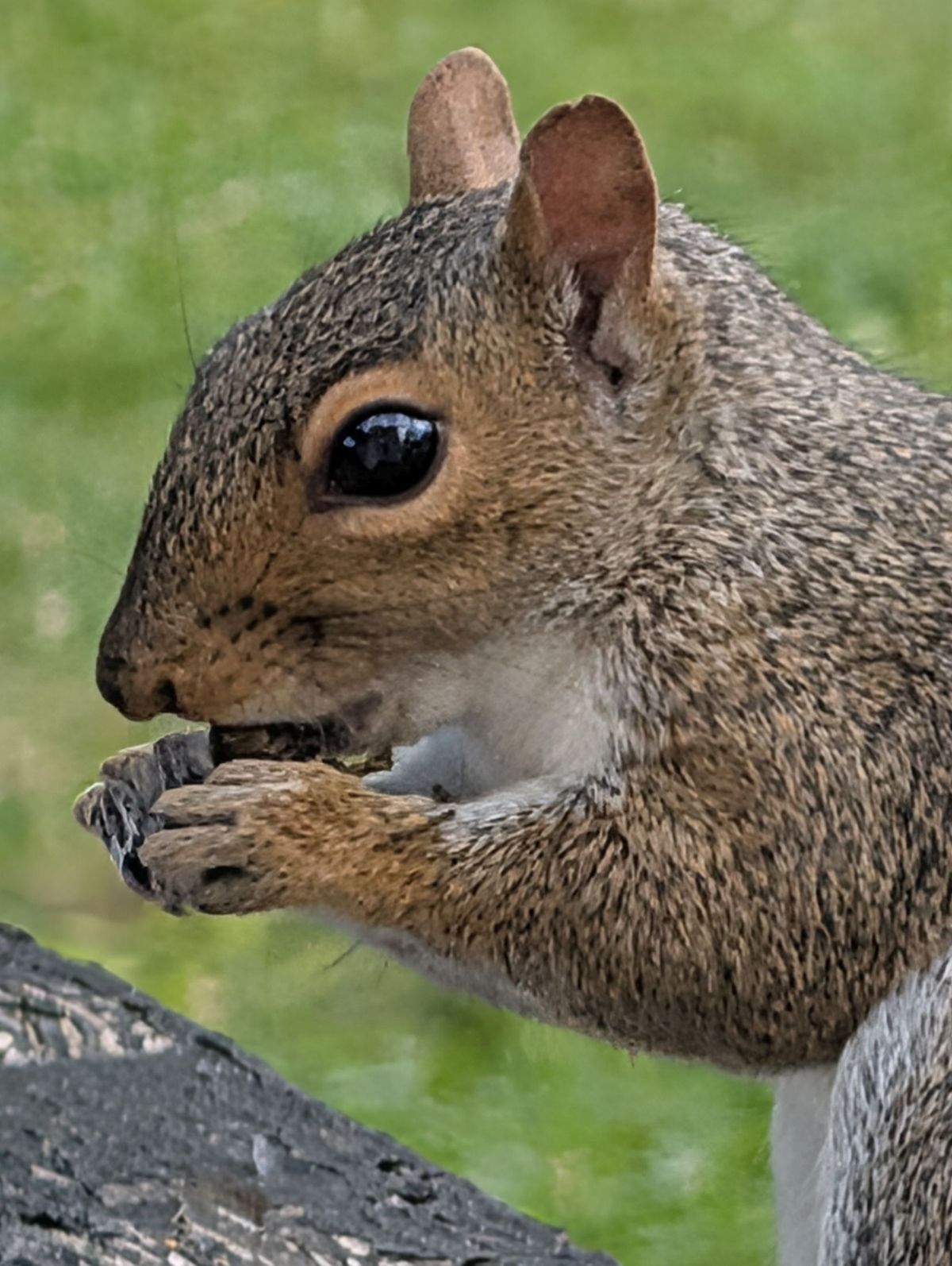 Google Pixel 10 Pro XL Pro Res Zoom sample.