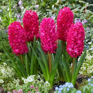 Hyacinth 'Jan Bos'