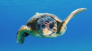 a loggerhead sea turtle swimming forward toward front-of-frame through bright blue water