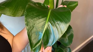 how to clean plant leaves - finished product after cleaning