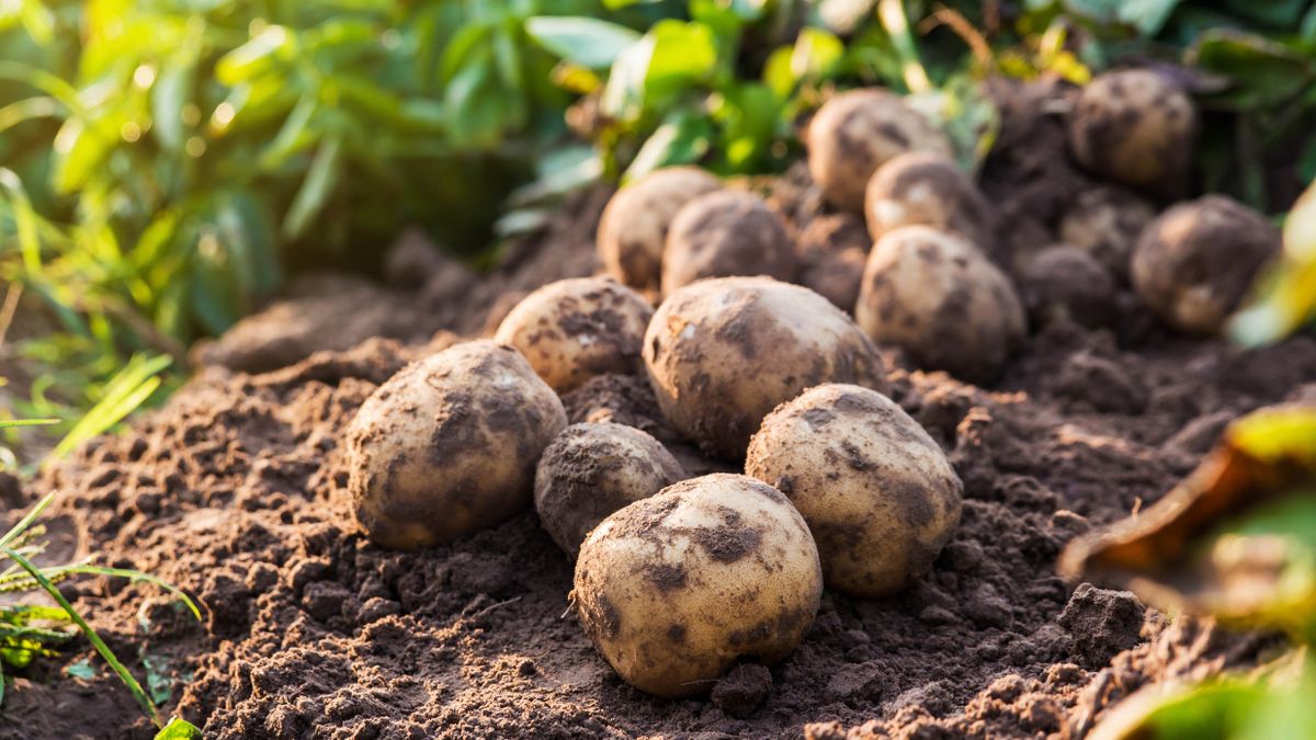 Como plantar batatas e quando fazê-lo