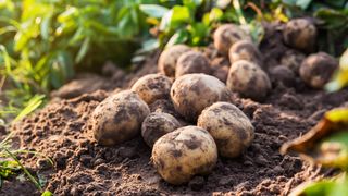 Potatoes sitting in the soil with foliage in the background