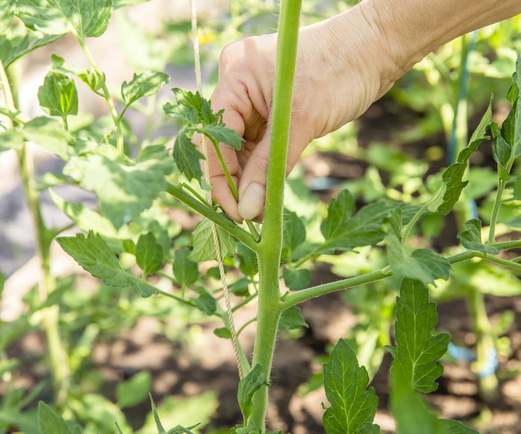 Tomato growing mistakes: 8 common errors to avoid