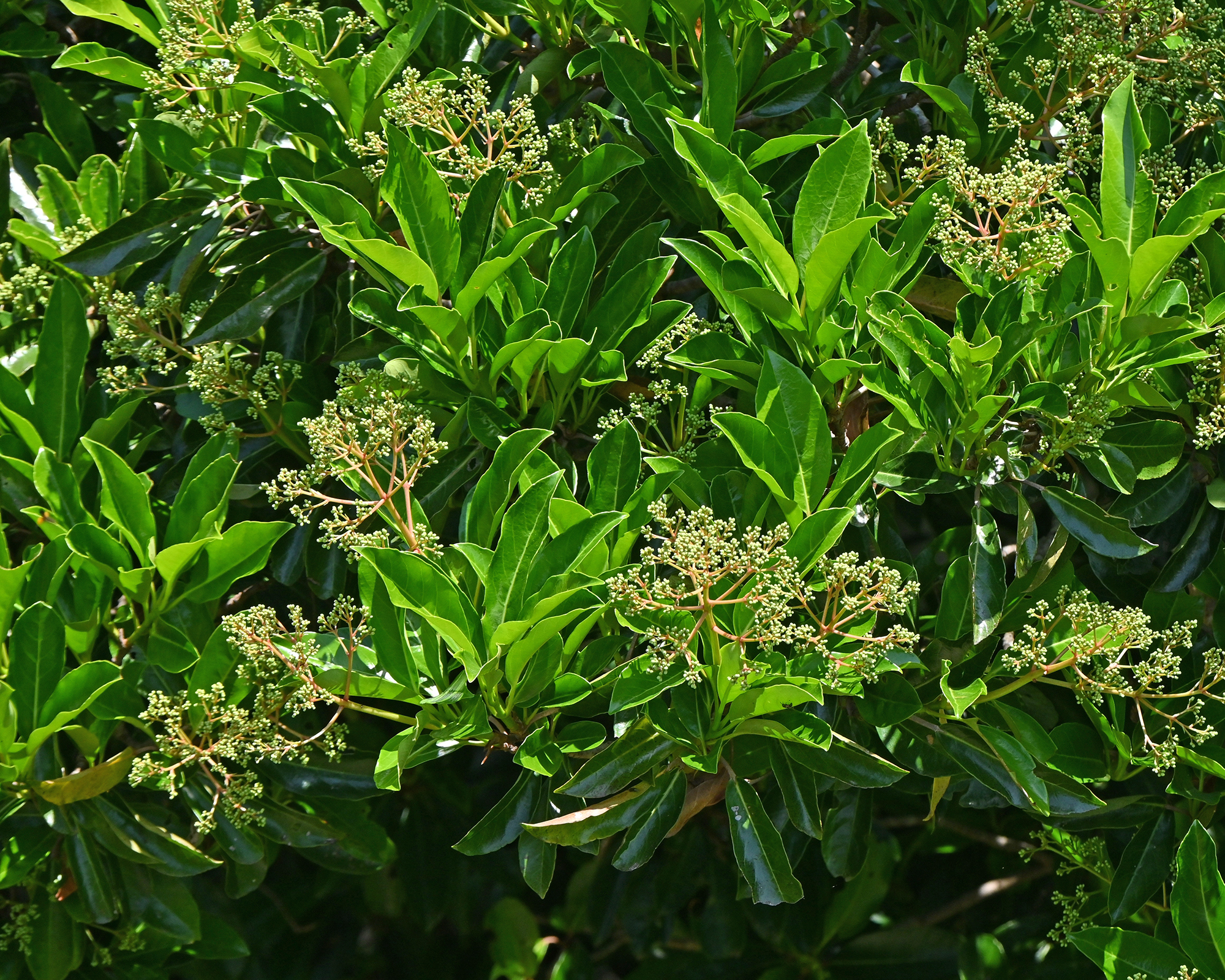 Sweet viburnum hedge