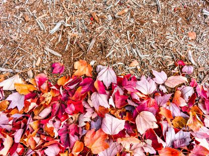 Dried Leaves As Mulch: Tips On Using Leaf Litter For Mulch