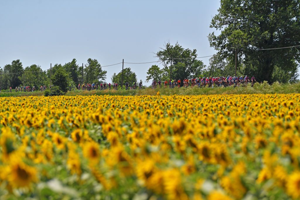 MONTE MATAJUR ITALY JULY 10 The Peloton passing through a Sunflowers field during the 32nd Giro dItalia Internazionale Femminile 2021 Stage 9 a 1226km stage from FelettoUmberto to Monte Matajur 1267m GiroDonne UCIWWT on July 10 2021 in Monte Matajur Italy Photo by Luc ClaessenGetty Images