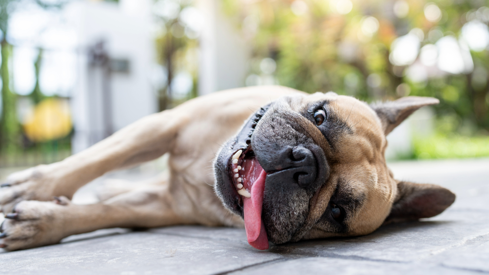 Dog lying down on its side on tiles outside with its tongue sticking out