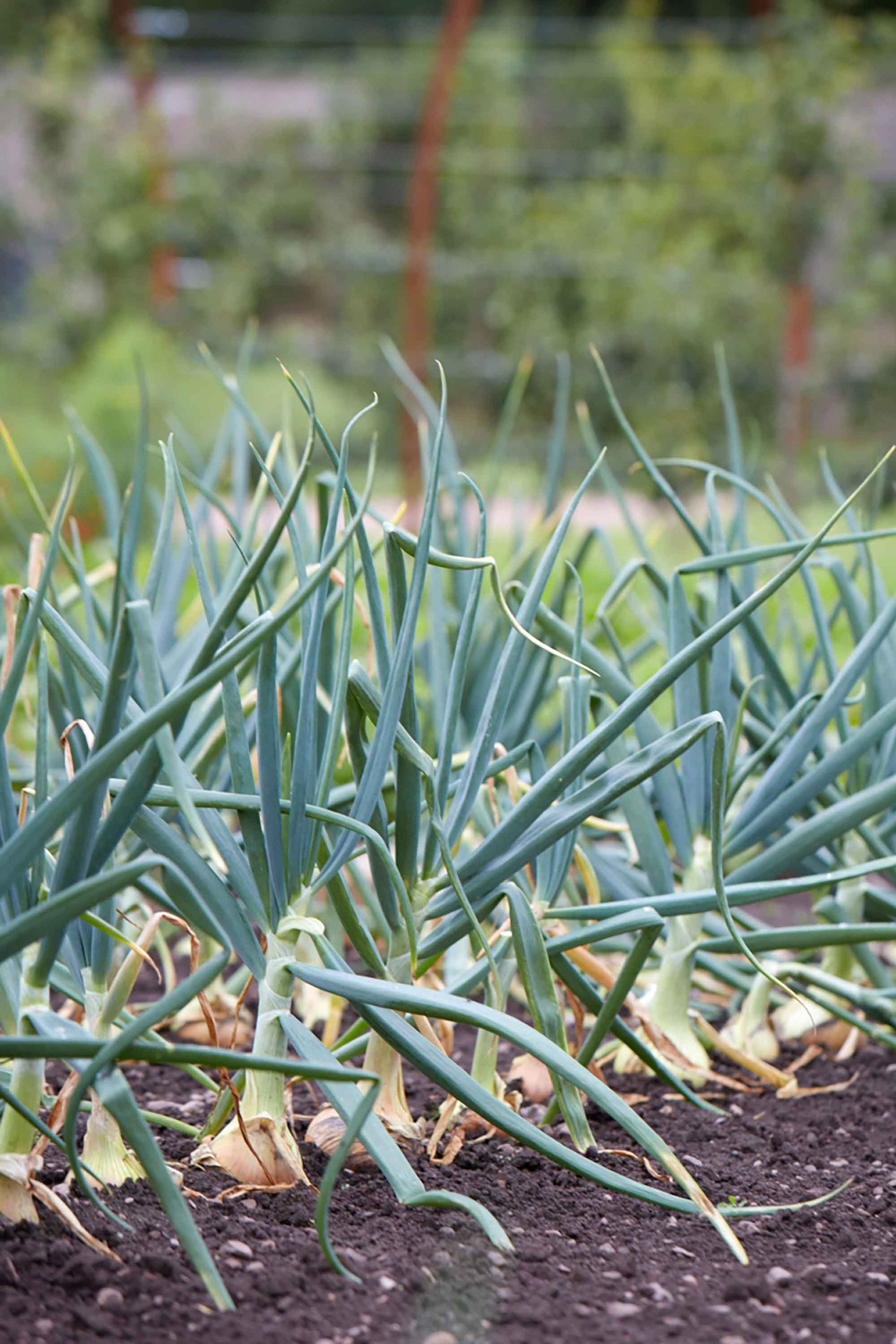 выращивание лука как лучших овощей для выращивания на приподнятых грядках