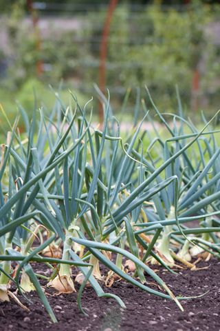 growing onions as best vegetables to grow in raised beds