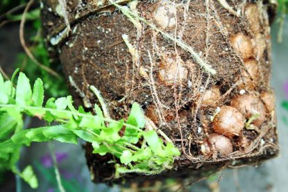 Ball Root Nodules On Fern Plant Roots