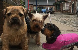 It's puppy love as Coronation Street celebrates National Puppy Day!