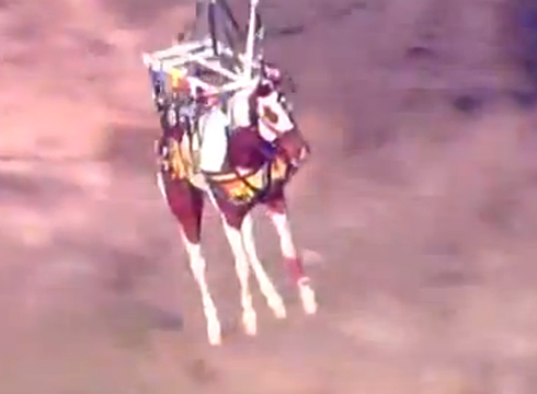 helicopter-pony.jpg