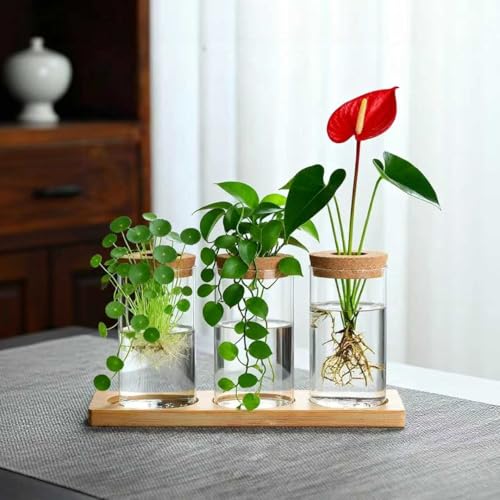 Yumzxin Plant Propagation Station, 3 Pcs Glass Terrarium With Wooden Stand &amp;amp; Lid, Hydroponic Water Planter Vase for Desktop Office Home Decor