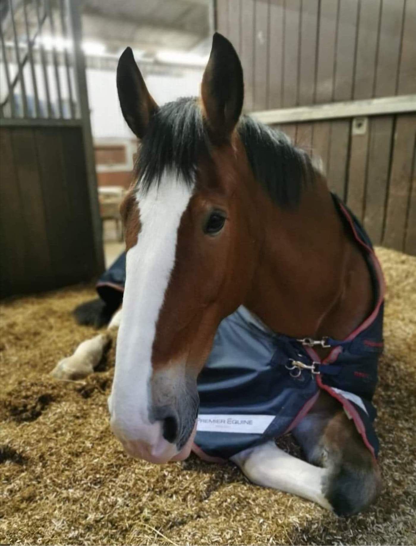 Police horse Orkney