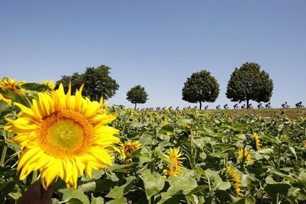 Sunflowers! Imagine that in the Tour de France?