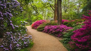 Gravel pathways with azaleas planted either side