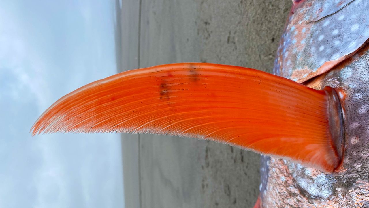 A close up of the opah's pectoral fin.