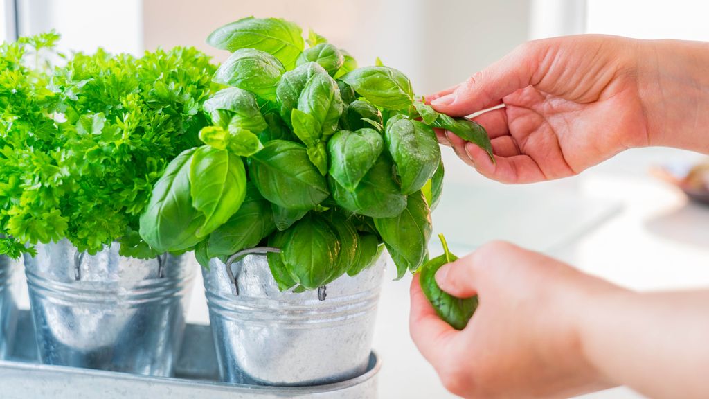 7 plants that repel fruit flies and keep them out of your home Tom's