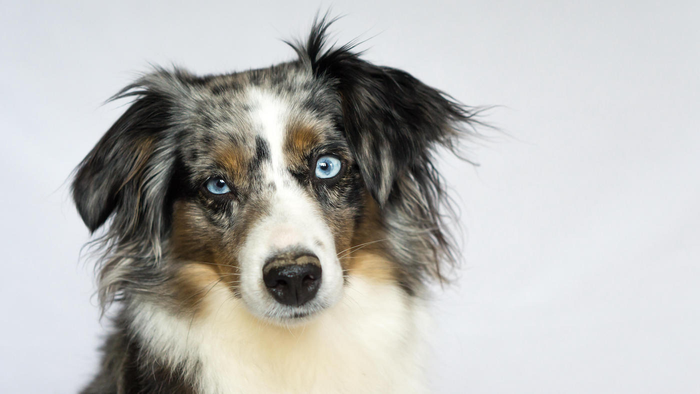 Australian Shepherd Dog blue eyes
