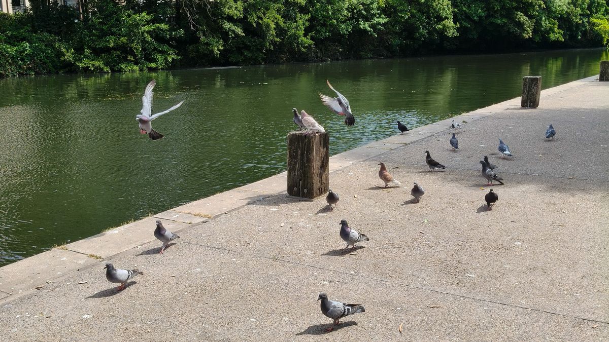 Flapping pigeons by a riverside at 1x zoom.