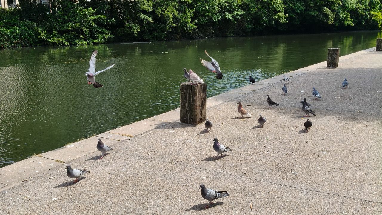 Flapping pigeons by a riverside at 1x zoom.