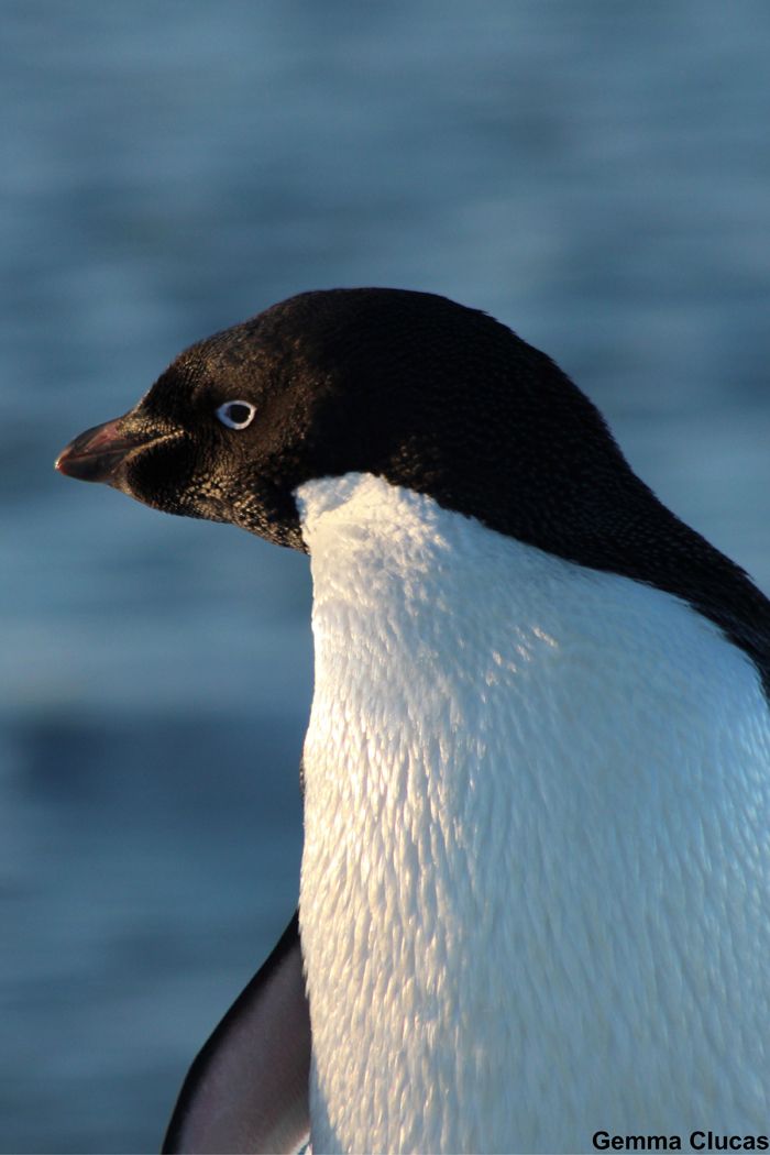 Penguin Facts: Species & Habitat | Live Science