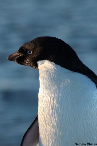 An Adélie penguin on Penguin Island