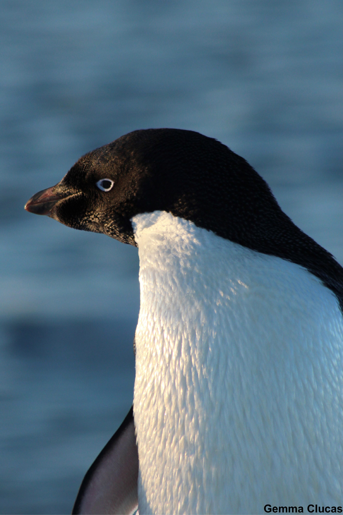 An Adélie penguin on Penguin Island, which forms part of the South Shetland Islands of Antarctica.