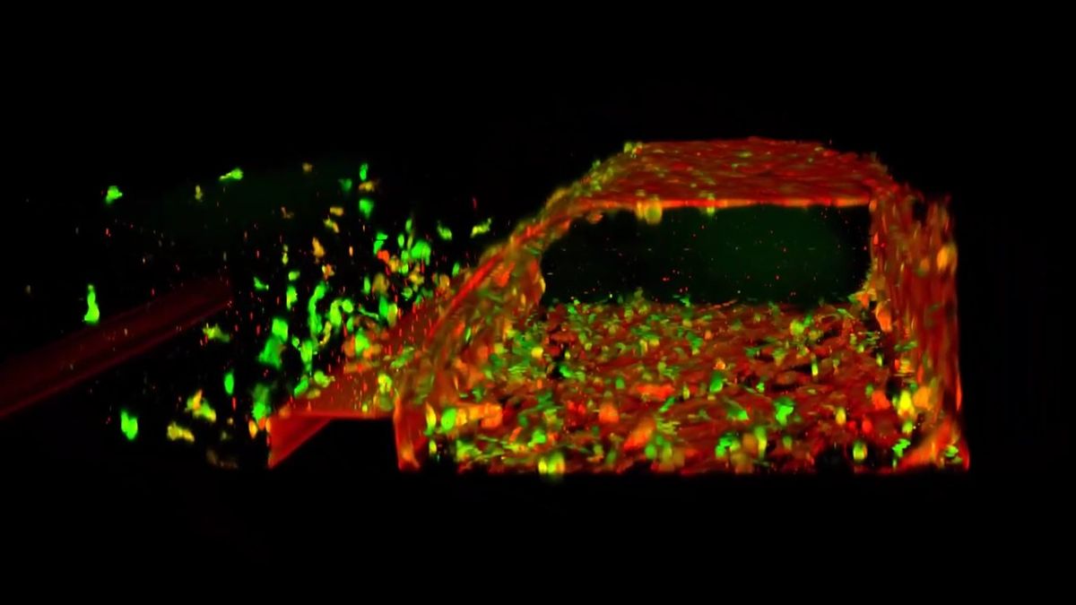 Image shows a blurry, tube-like structure in fluorescent red and green, against a black background.