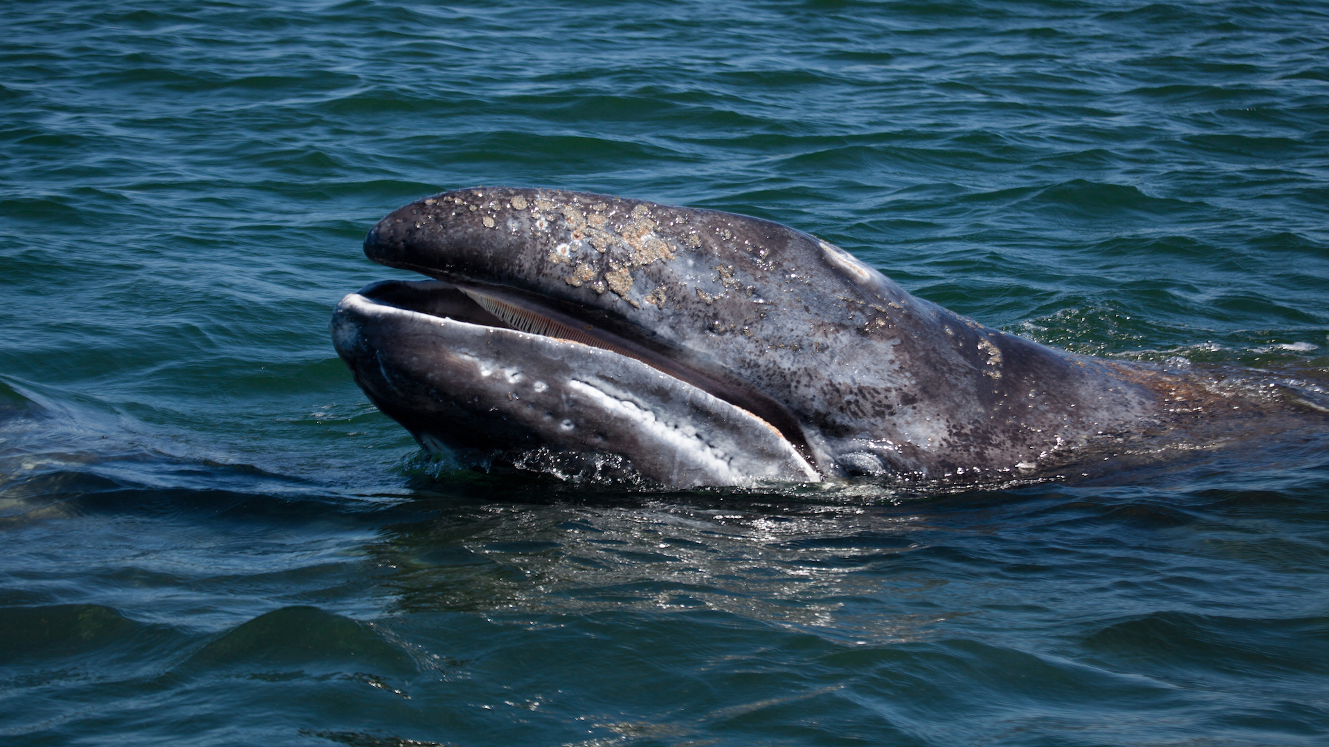 Solar Storms Might Be Causing Gray Whales to Get Lost | Live Science