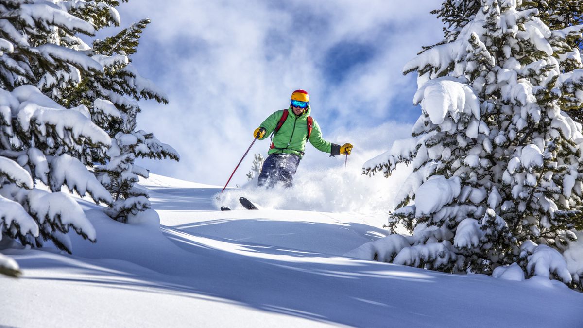 Freeride skier charging down through the forest in fresh powder