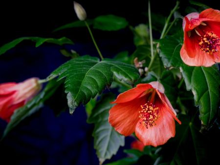 Abutilon Flowering Maple Houseplant