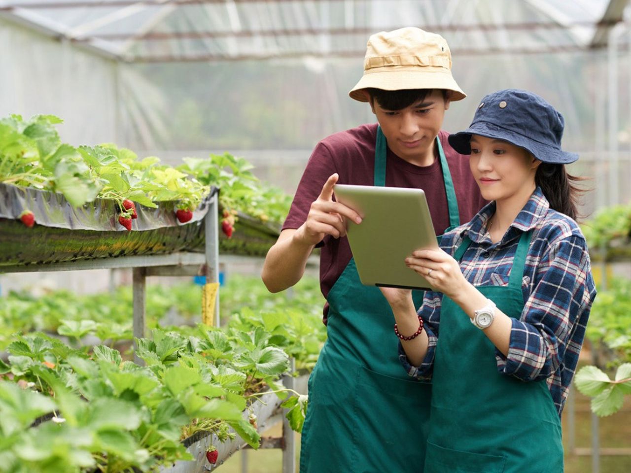 Gardeners With Tablet In A Greenhouse