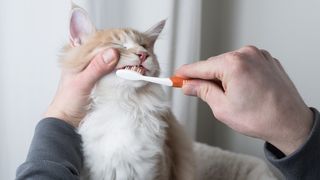 brush your cat's teeth