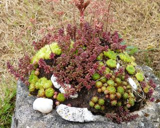 Tree stump with succulents