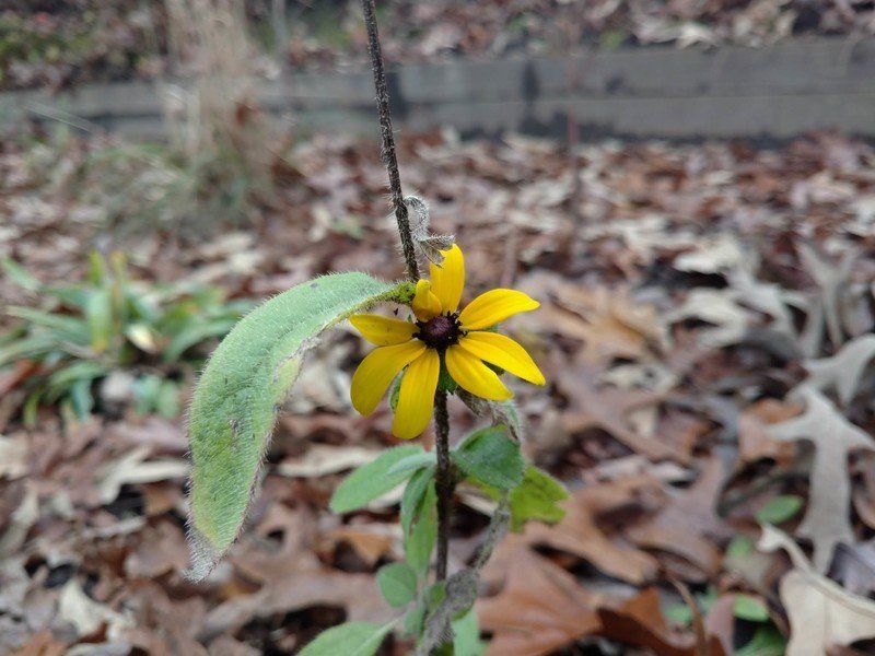 Droid Turbo 2 camera sample