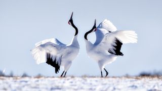 white cranes with black markings on their heads and wing tips dancing on snow