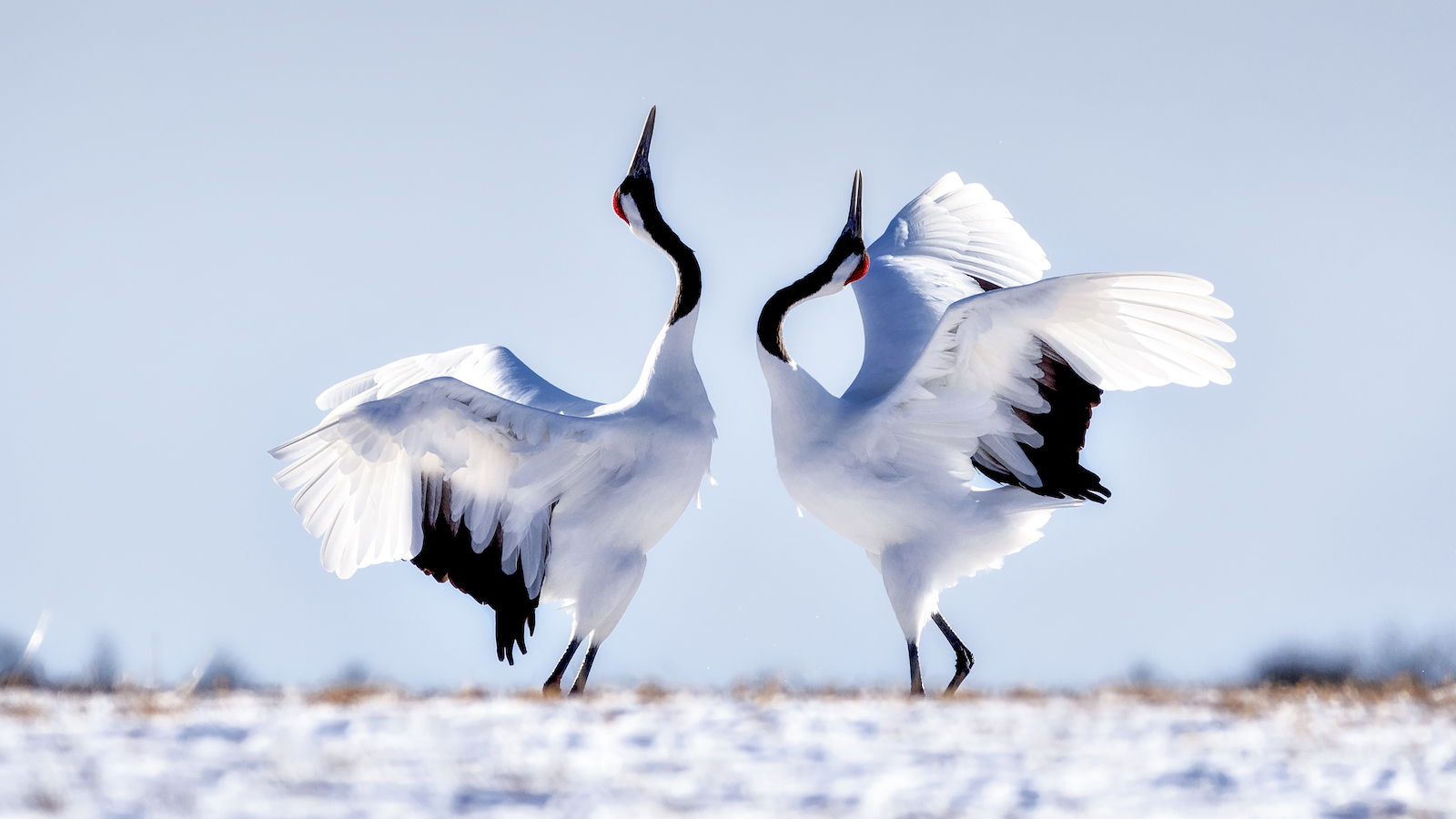 1600px x 900px - Animal sex: How birds do it | Bird sex | Live Science