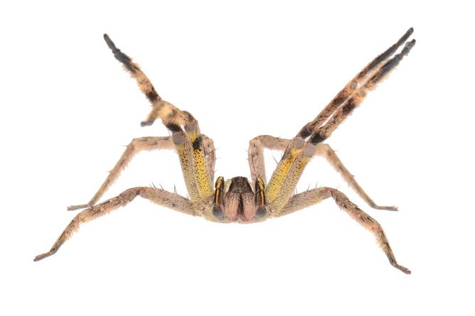 which-is-the-world-s-deadliest-spider-really-live-science