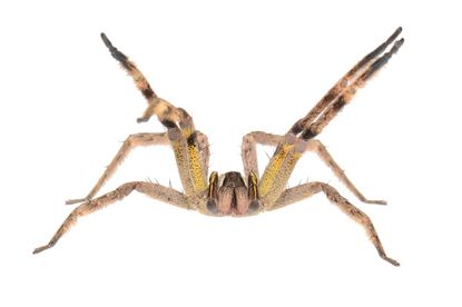spiders, arachnids, arachnophobia, toxicity, deadliest spider