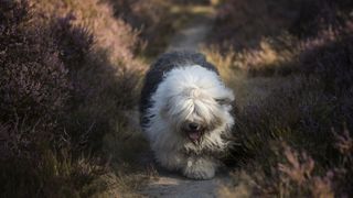 Old English sheepdog